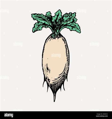 Daikon Radish Clipart Vintage Vegetable Illustration Vector Stock