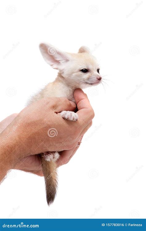 Pretty Fennec Fox Cub On White Background Stock Photo Image Of Full