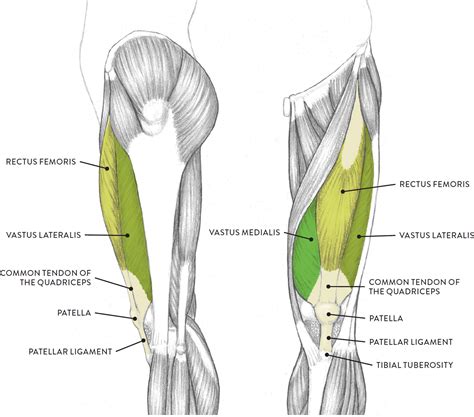 Leg Muscle Diagram Quads - The Complete List of Bodybuilding Leg ...