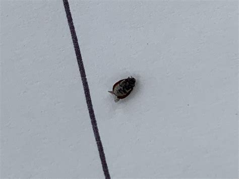 Carpet Beetle Pest Control Canada