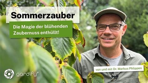 Pflanzenrätsel Überraschung im Garten Hilfe Zaubernuss blüht im