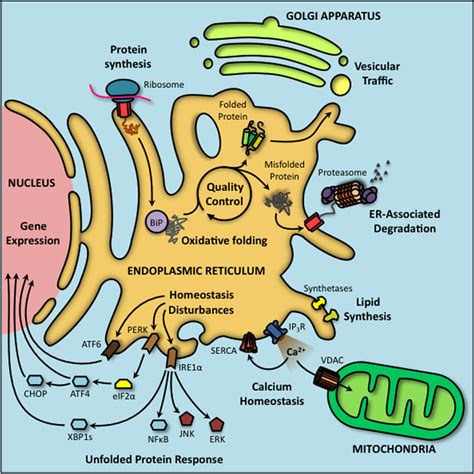 Endoplasmic Reticulum Protein Synthesis