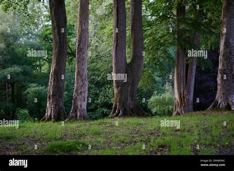tall trees   branches   forest stock photo alamy