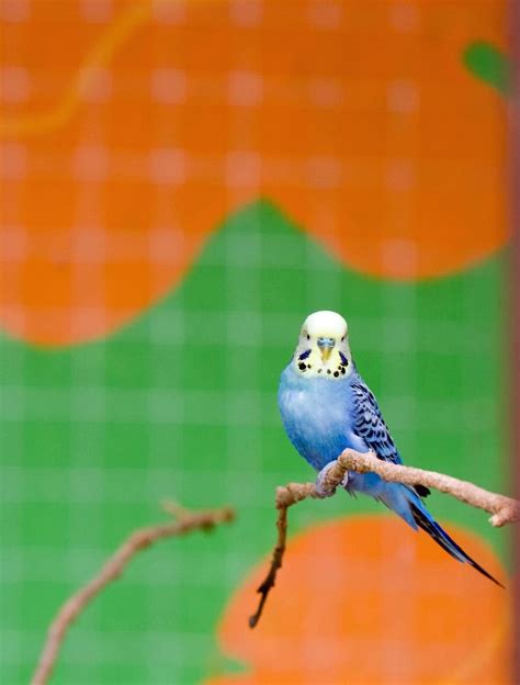 Cute Budgie Wallpapers - 4k, HD Cute Budgie Backgrounds on WallpaperBat