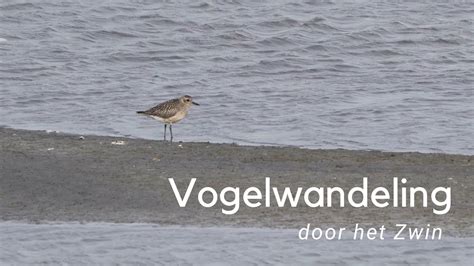 Vogels Kijken In Het Zwin Youtube