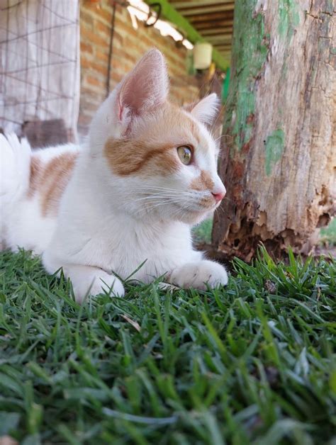 an orange and white cat laying on top of grass next to a wooden tree trunk