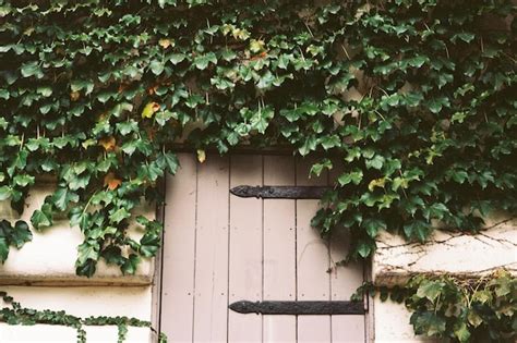 Premium Photo Ivy Growing On House