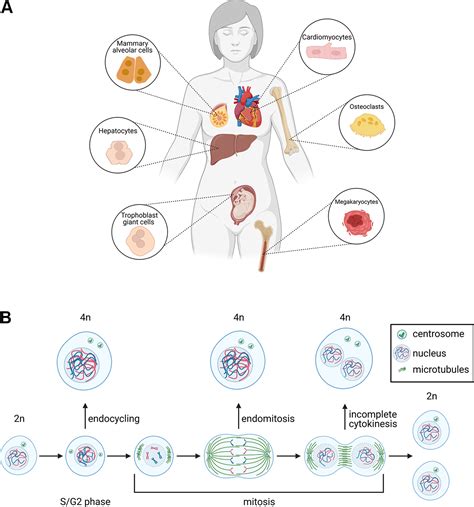 Polyploidy Control In Hepatic Health And Disease Journal Of Hepatology