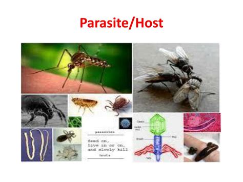 Ppt Interactions Among Living Things Ch 1 3 Powerpoint Presentation Id 2502612