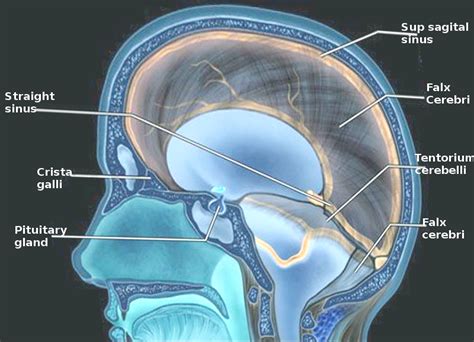 Neuroanatomy, Falx Cerebri | Spinal fluid, Intracranial pressure ...