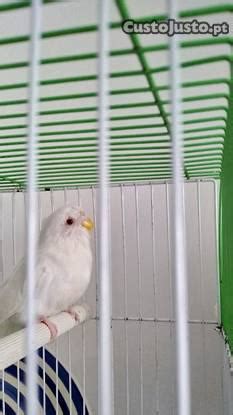 Periquito Albino ANIMAIS Julho Clasf