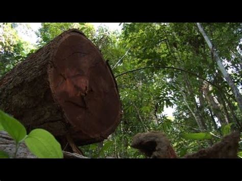 Exportação de madeira alimenta devastação da Amazônia YouTube