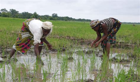 Agricultural Investment And The Growing Food Insecurity In Nigeria