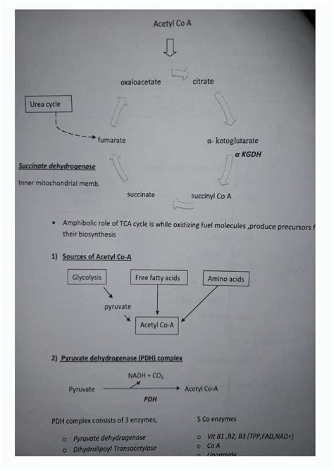 Solution Carbohydrate Metabolism Overview With Mcq Point Studypool