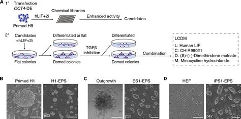 Derivation Of Pluripotent Stem Cells With In Vivo Embryonic And