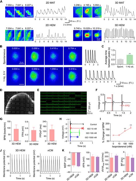 Three Dimensional Heart Extracellular Matrix Enhances Chemically