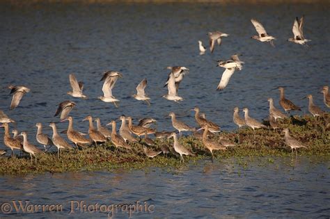 Waders Photo Wp33513