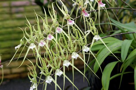 Tipos De Orquídeas 50 Espécies Nomes E Fotos Lindas 2025