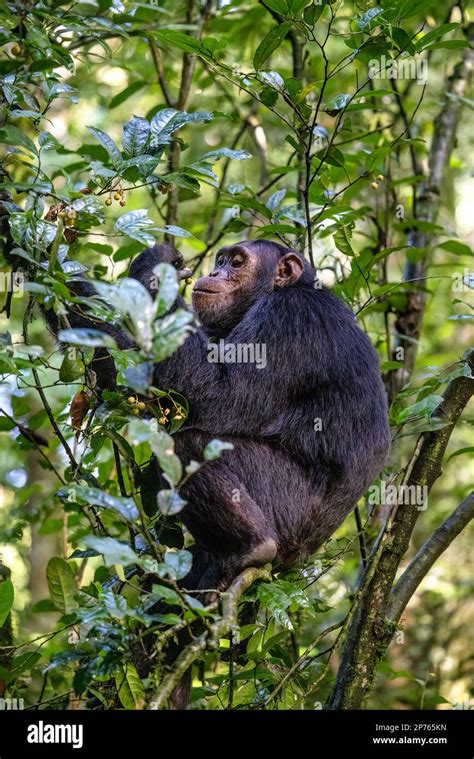 Adult Chimpanzee Pan Troglodytes Eats Fruit In The Tropical