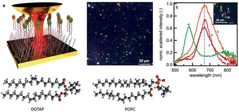 Formation And Characterization Of Gap Plasmon Sensor A Schematic Of Download Scientific