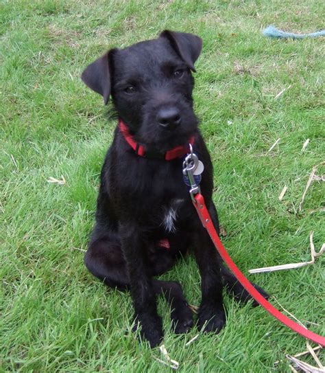 Patterdale Terrier Dog Breed - Pictures, Information, Temperament ...