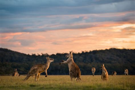 Boxing Kangaroos Sean Crane Photography