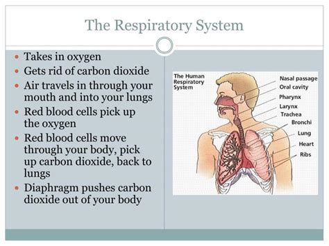 Ppt Respiratory System Powerpoint Presentation Id