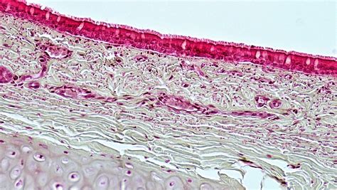 Epithelial Tissues Pseudostratified Columnar Epithelium Flickr