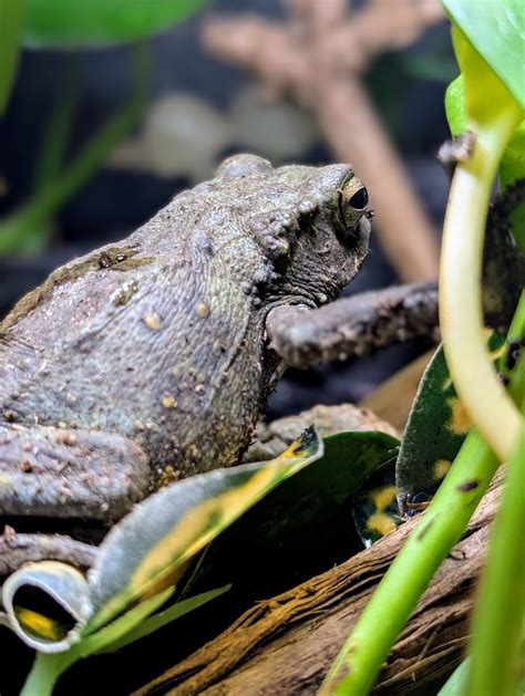 Twin Cities Reptiles, Inc | Saint Paul MN