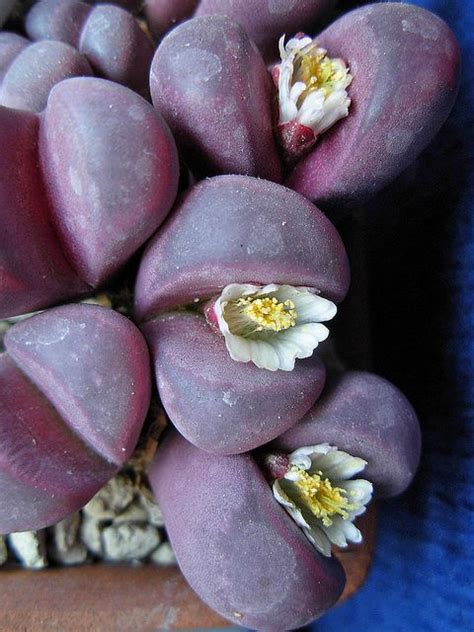 Lithops Optica Rubra Lithops Optica Rubra C A Planting