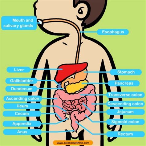 Digestive System Diagram Ks2 Alimentary Digestion Digestive