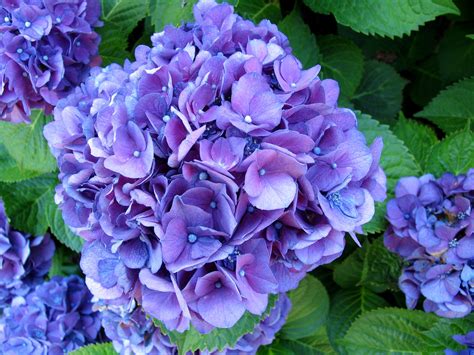 Purple Hydrangea: Lex Equine: Galleries: Digital Photography Review