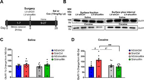 Cofilin Downregulation In Na Core Prevents The Enhancement Of Ampar