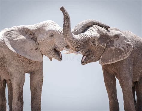 Elephant Couple Against Gray Background Stock Image - Image of front ...