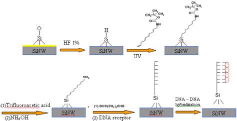 Illustration Of Dna Immobilization And Dna Dna Hybridization On The Download Scientific Diagram