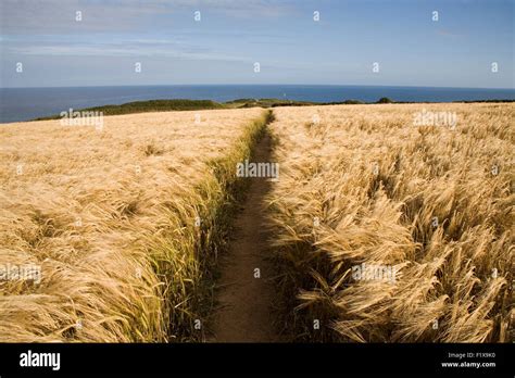 Path Through Wheat Field On Cliff Top Leading To Sea Stock Photo Alamy