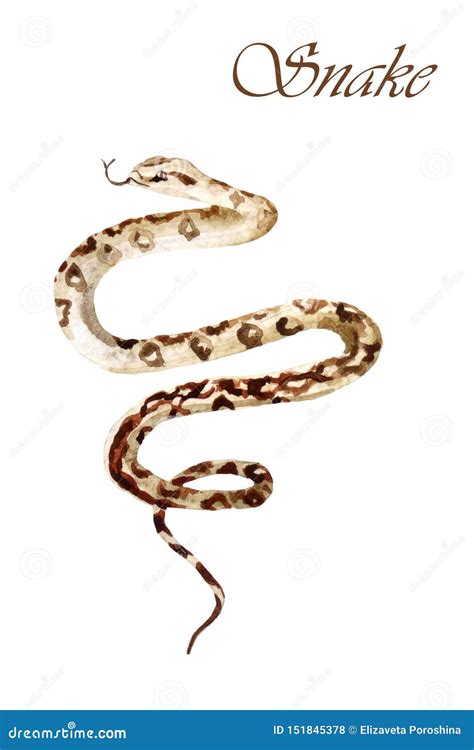 Watercolor Snake Isolated On A White Background Stock Illustration