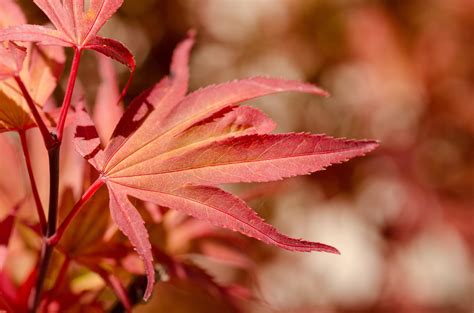 Fotos Gratis Naturaleza Bosque Rama Flor Luz De Sol P Talo Rojo