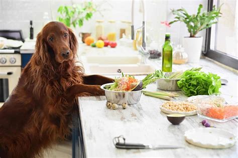 how to make dog food homemade