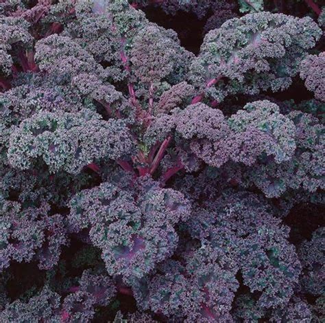 Amazon Fast Growing Kale Mix Kale Seeds Easy To Grow Kale 5