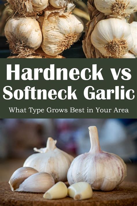 If You Re Interested In Growing Garlic At Home The First Thing You Ll