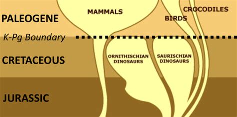 Mammals Flashcards Quizlet