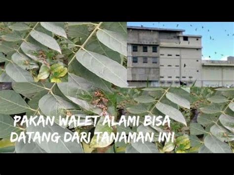 Tumbuhan Langka Yang Mampu Mendatangkan Pakan Alami Burung Walet Youtube