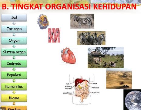 Urutan Tingkatan Organisasi Kehidupan Dibawah Ini Yang Benar Adalah