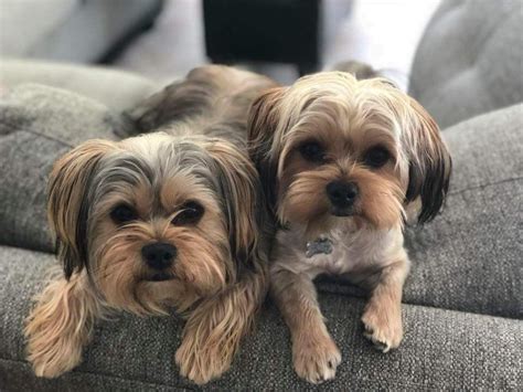 Shorkie Yorkie Pets Animals