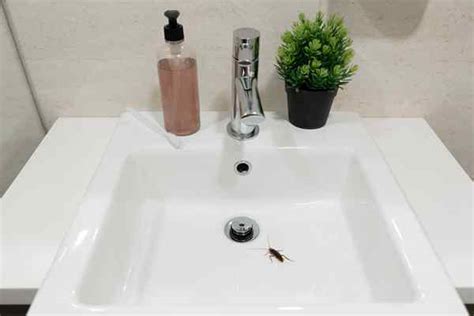 Résolu Quels sont ces minuscules insectes noirs dans la salle de bain