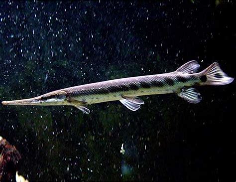 Shortnose Gar Life Expectancy