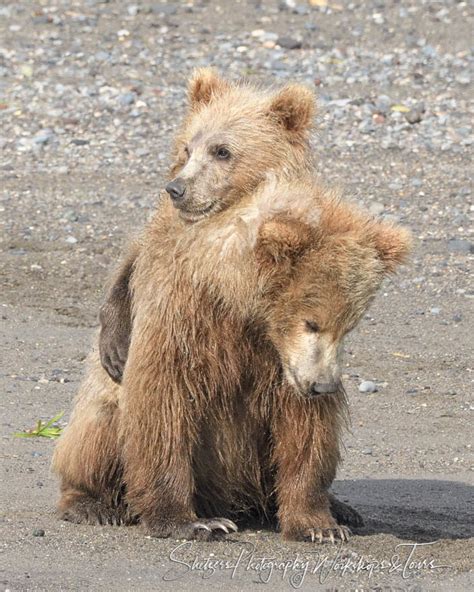 Two Cute Bear Cubs Sibling Love Shetzers Photography