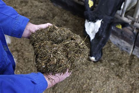 Silage Making Problems And Solutions Dairy Global