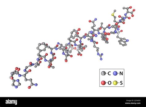 Glucagon hormone molecule, illustration Stock Photo - Alamy